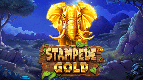 STAMPEDE GOLD